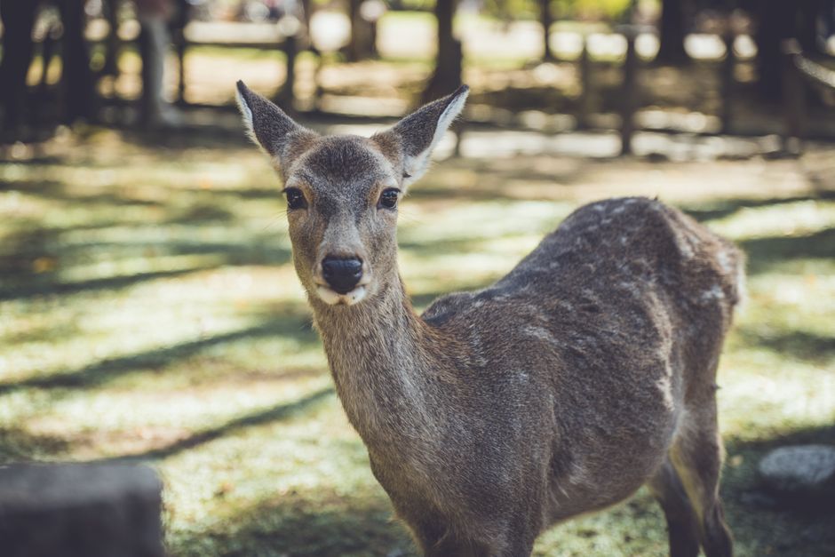 Wild sika deer on the approach street on Miyajima island in Japan