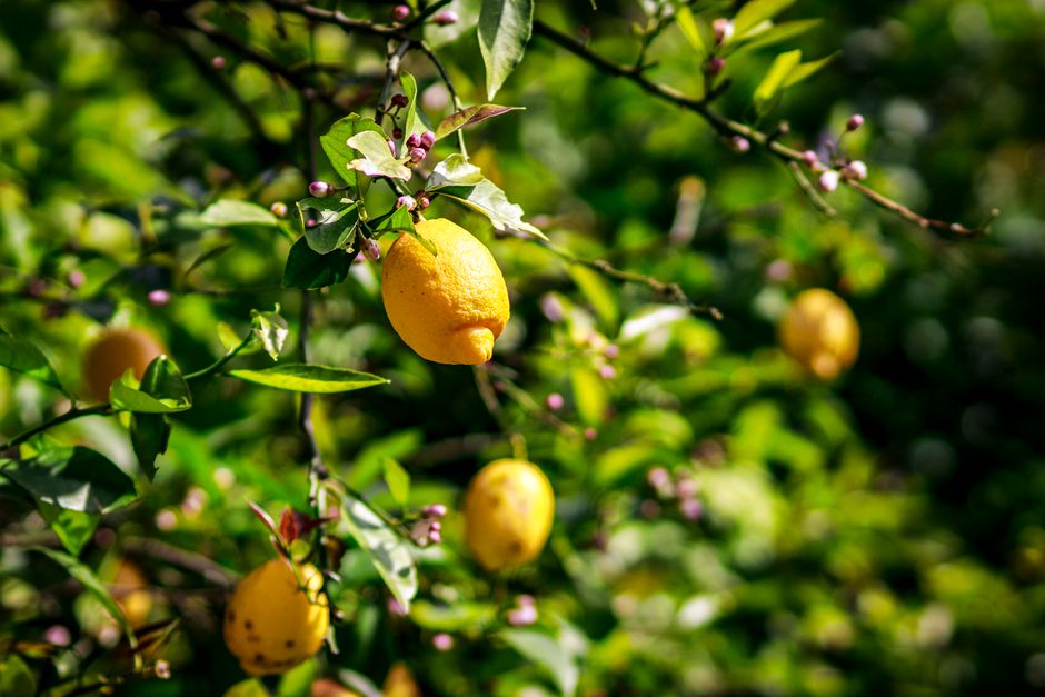 Lemon trees in terraced orchards on Omishima Island overlooking the Seto Inland Sea